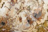 Petrified Wood (Araucaria) Round - Madagascar #157765-1